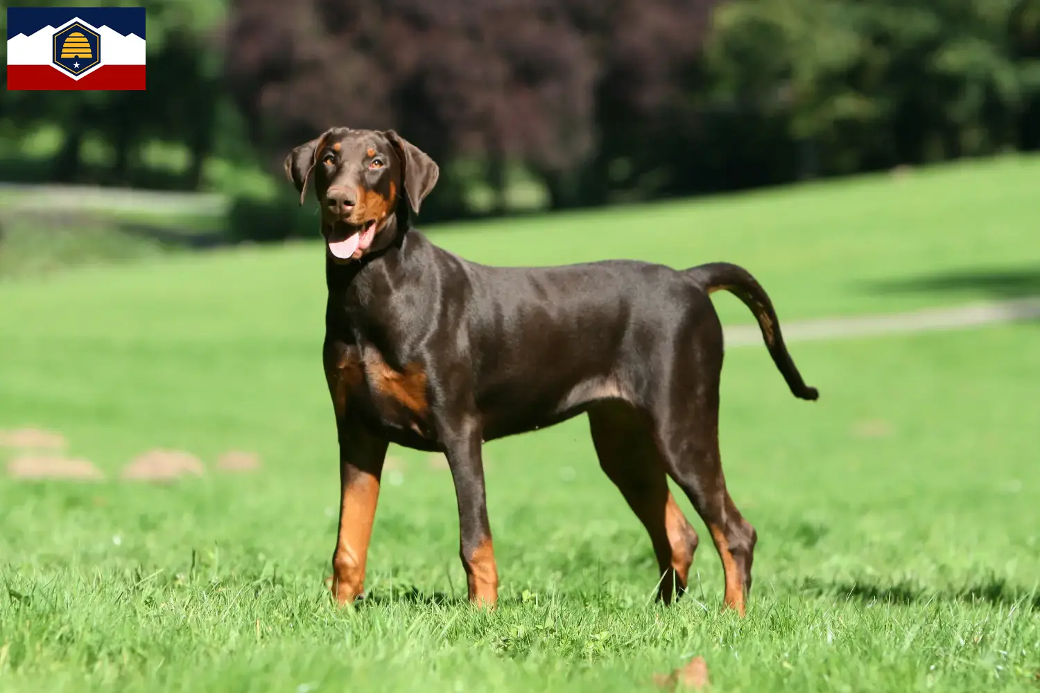 Read more about the article Doberman breeders and puppies in Utah