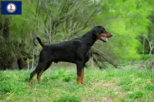 Read more about the article Doberman breeders and puppies in Virginia