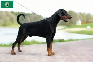Read more about the article Doberman breeders and puppies in Washington