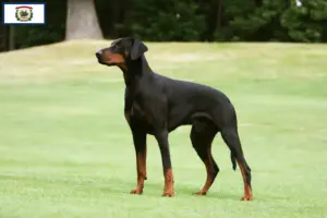 Read more about the article Doberman breeders and puppies in West Virginia