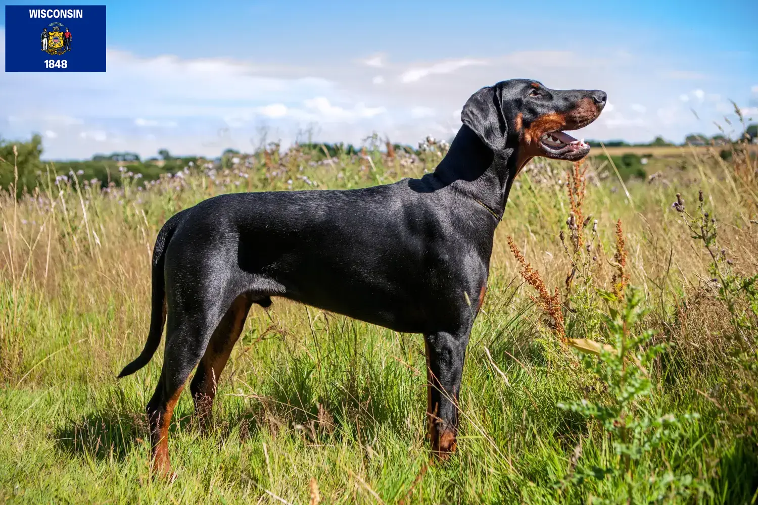 Doberman puppies and breeders Wisconsin Find Doberman breeders in Wisconsin.