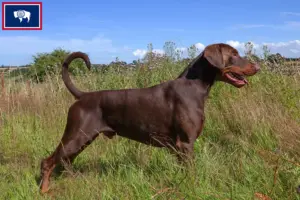 Read more about the article Doberman breeders and puppies in Wyoming