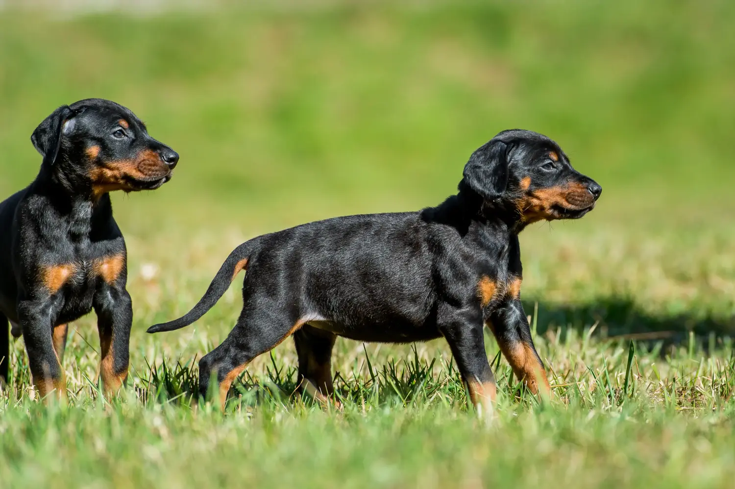 Buying a Dobermann puppy means taking responsibility! Buy Doberman puppies.
