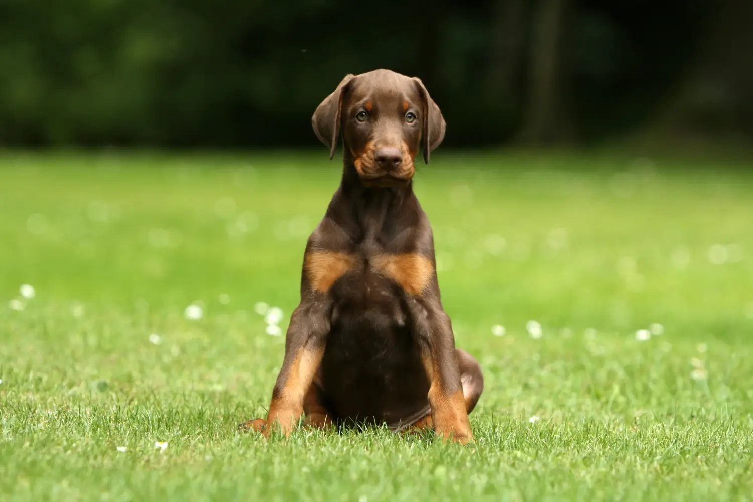 Buying a Dobermann puppy means taking responsibility! Buy Doberman puppies.