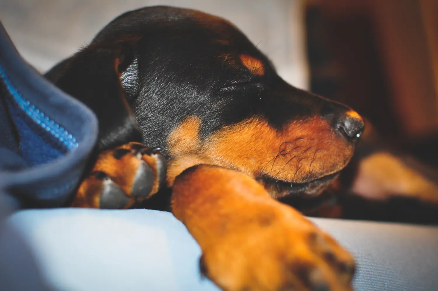 Buying a Dobermann puppy means taking responsibility! Buy Doberman puppies.