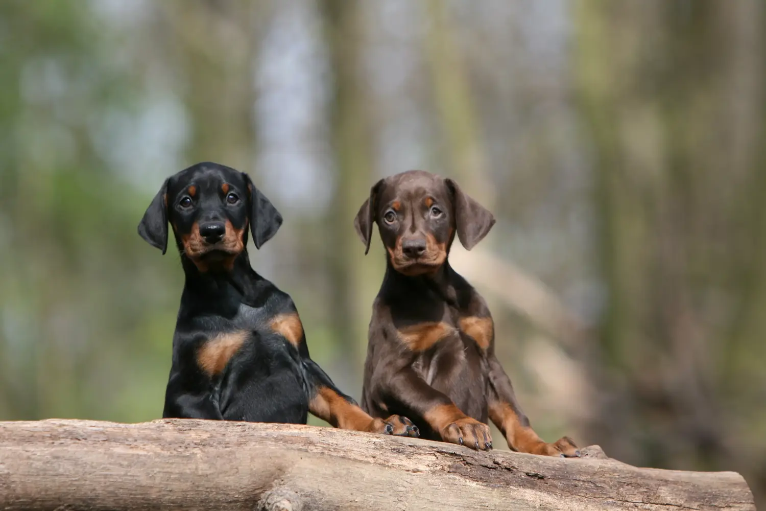 Buying a Dobermann puppy means taking responsibility! Buy Doberman puppies.