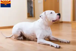 Read more about the article Dogo Argentino breeders and puppies in Arizona