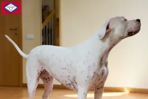 Read more about the article Dogo Argentino breeders and puppies in Arkansas