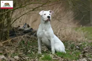 Read more about the article Dogo Argentino breeders and puppies in California