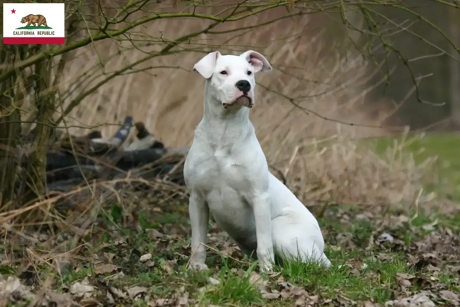 Dogo Argentino puppies and breeder California Find Dogo Argentinos breeders in California.