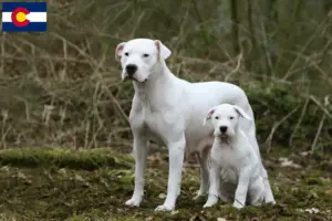 Read more about the article Dogo Argentino breeders and puppies in Colorado