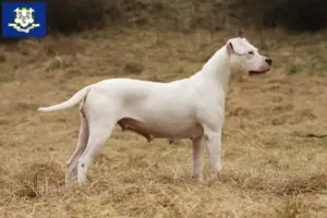 Read more about the article Dogo Argentino breeders and puppies in Connecticut