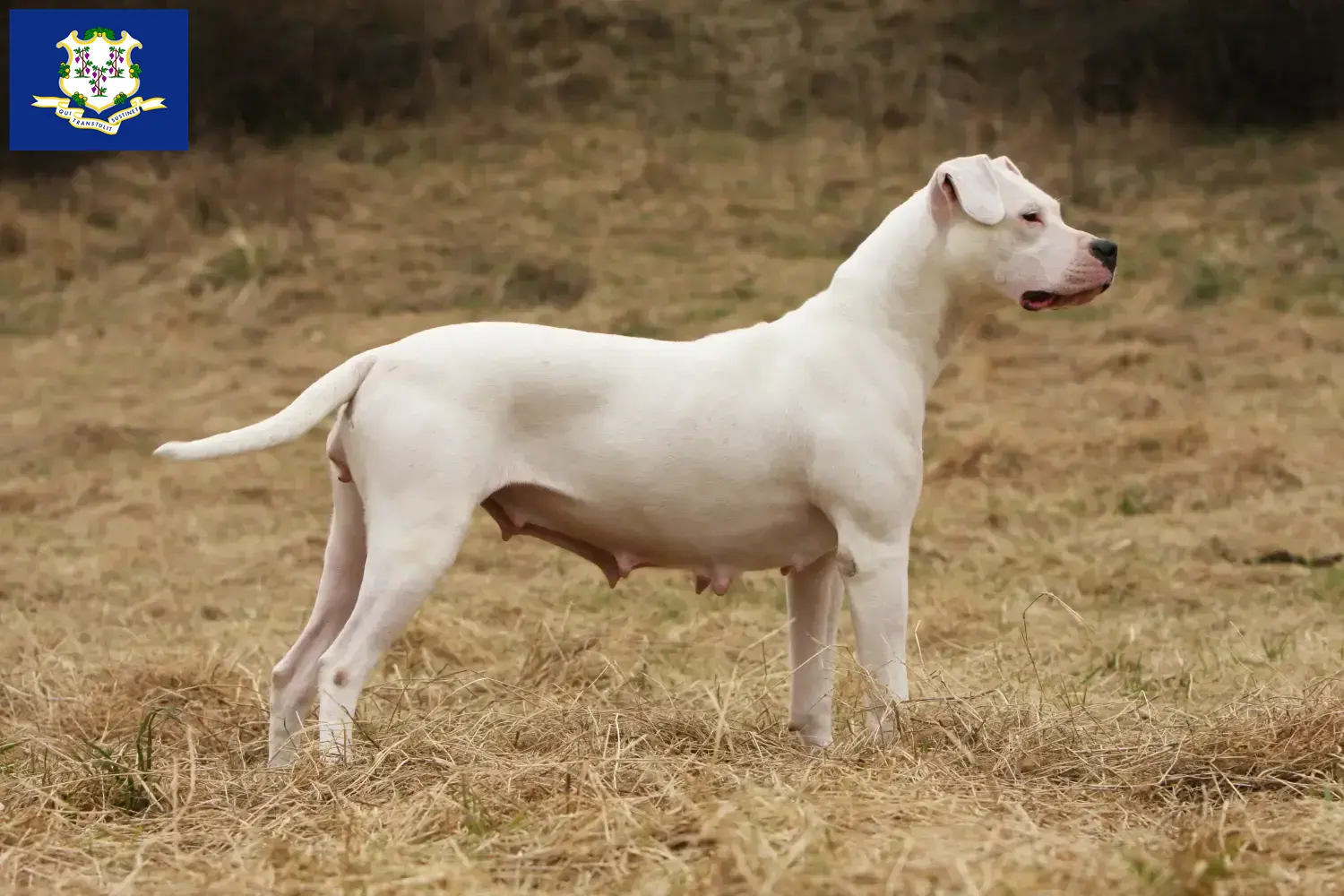 Dogo Argentino puppies and breeders Connecticut Find Dogo Argentinos breeders in Connecticut.