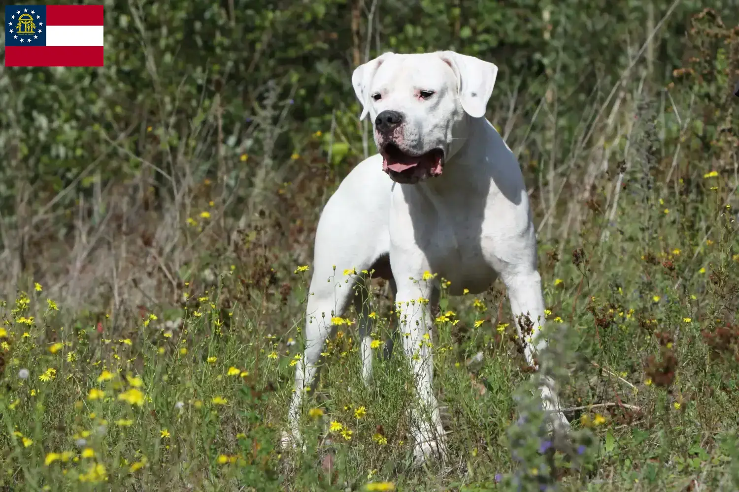 Dogo Argentino puppies and breeders Georgia Find Dogo Argentinos breeders in Georgia.