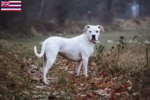 Read more about the article Dogo Argentino breeders and puppies in Hawaii