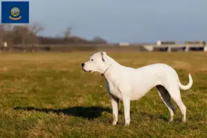Read more about the article Dogo Argentino breeders and puppies in Idaho