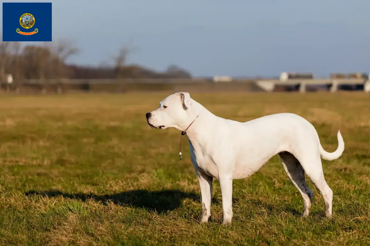 Dogo Argentino puppies and breeders Idaho Find Dogo Argentinos breeders in Idaho.