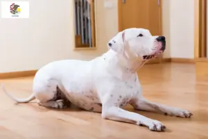 Read more about the article Dogo Argentino breeders and puppies in Illinois