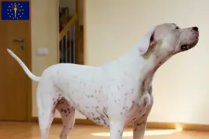 Read more about the article Dogo Argentino breeders and puppies in Indiana