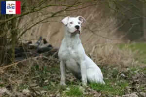 Read more about the article Dogo Argentino breeders and puppies in Iowa