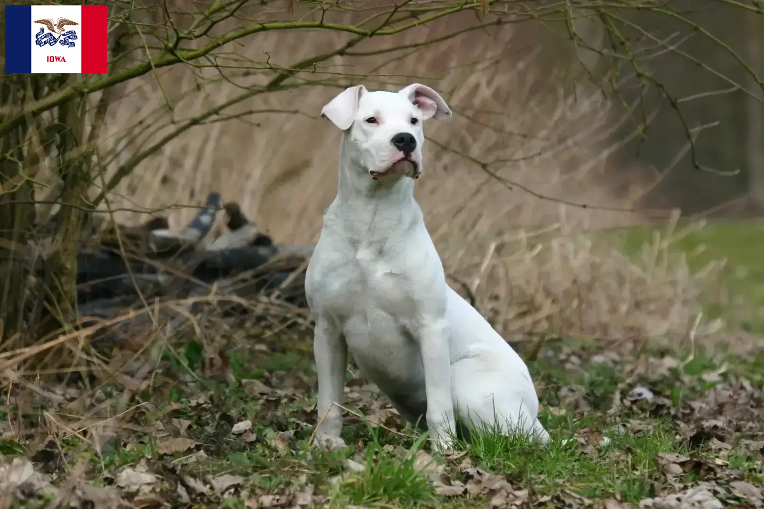 Dogo Argentino puppies and breeders Iowa Find Dogo Argentinos breeders in Iowa.