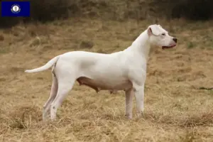 Read more about the article Dogo Argentino breeders and puppies in Kentucky