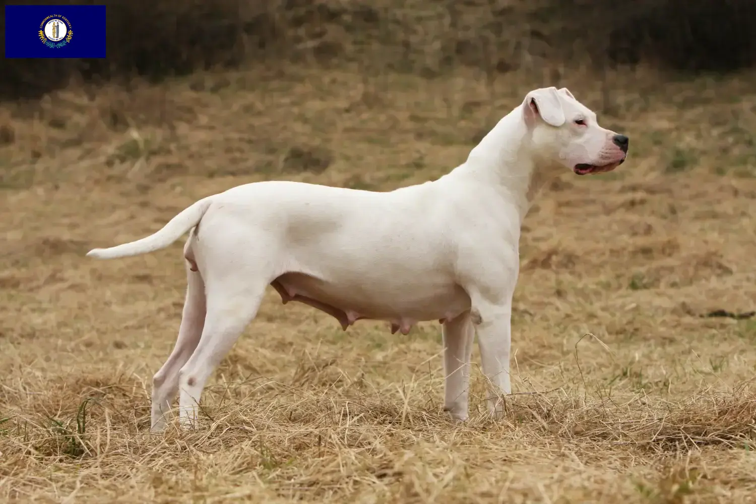 Dogo Argentino puppies and breeders Kentucky Find Dogo Argentinos breeders in Kentucky.