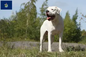 Read more about the article Dogo Argentino breeders and puppies in Maine