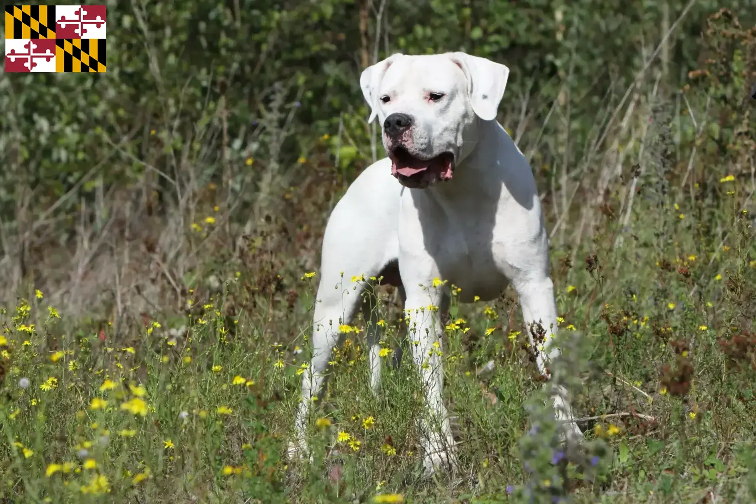 Dogo Argentino puppies and breeder Maryland Find Dogo Argentinos breeders in Maryland.
