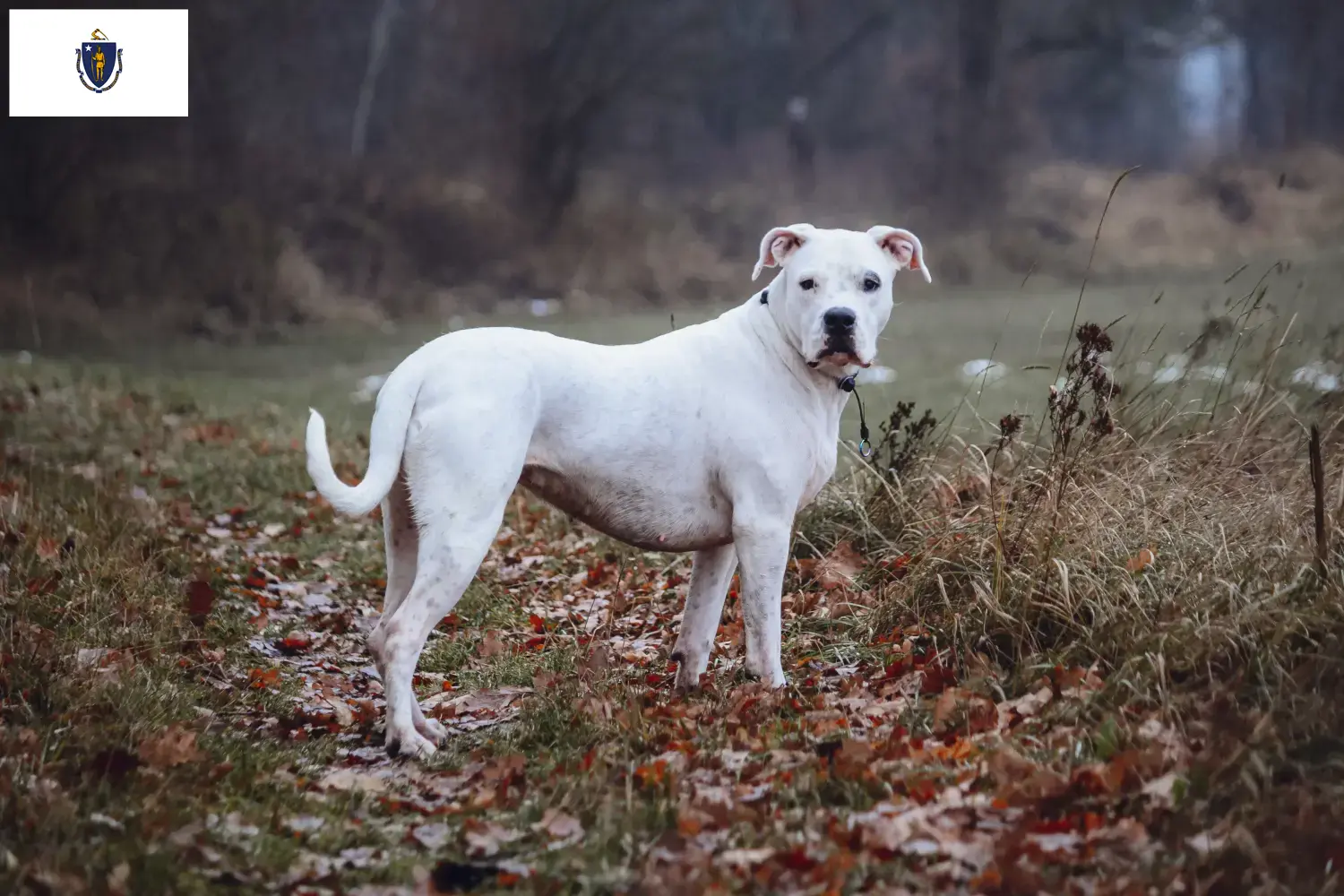 Dogo Argentino puppies and breeders Massachusetts Find Dogo Argentinos breeders in Massachusetts.