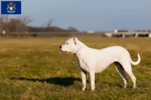 Read more about the article Dogo Argentino breeders and puppies in Michigan