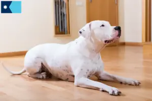 Read more about the article Dogo Argentino breeders and puppies in Minnesota