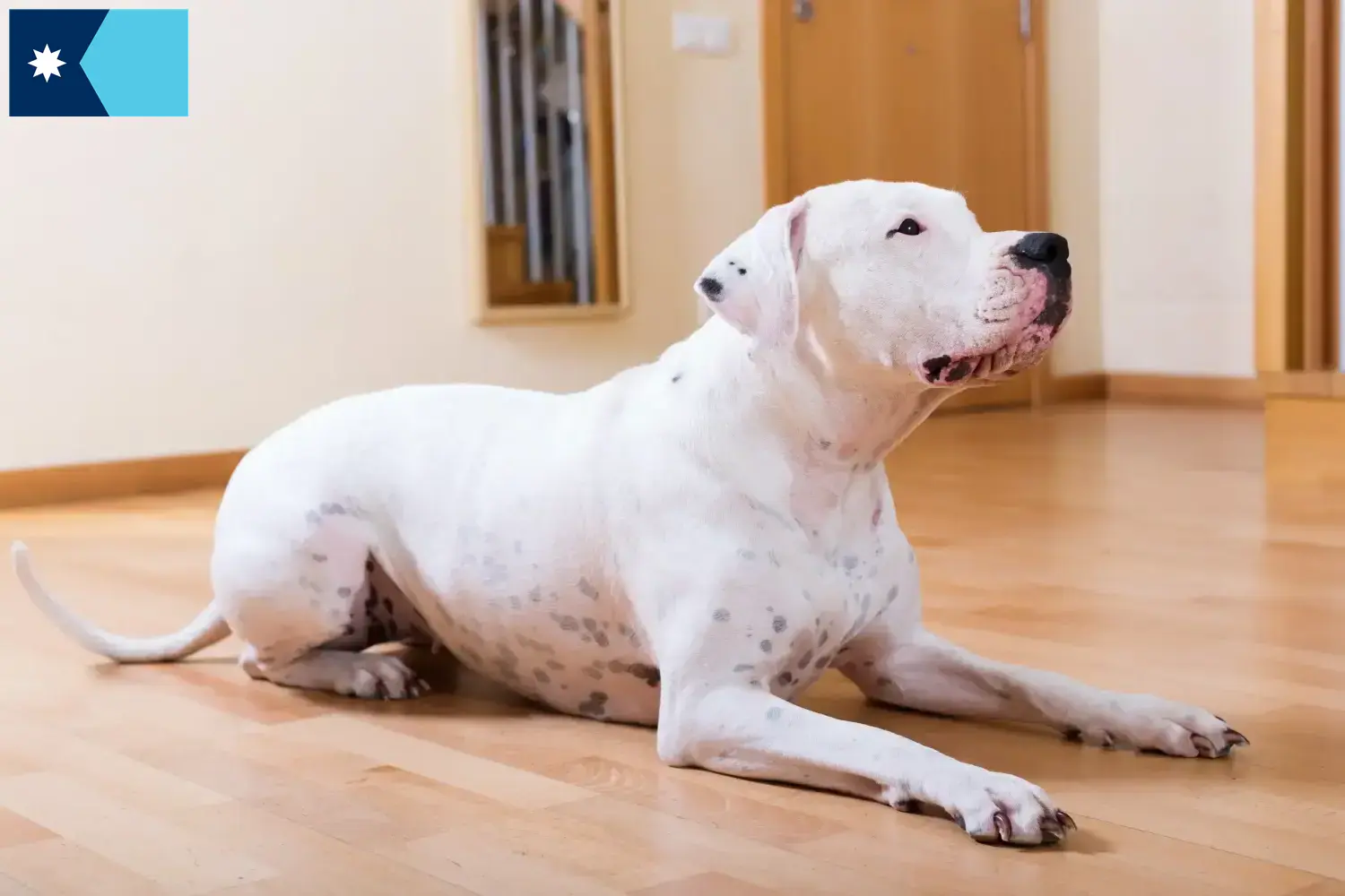 Dogo Argentino puppies and breeders Minnesota Find Dogo Argentinos breeders in Minnesota.