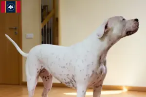Read more about the article Dogo Argentino breeders and puppies in Mississippi