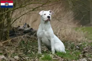 Read more about the article Dogo Argentino breeders and puppies in Missouri