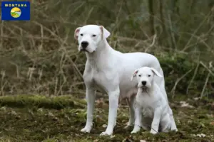 Read more about the article Dogo Argentino breeders and puppies in Montana