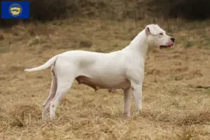 Read more about the article Dogo Argentino breeders and puppies in Nebraska