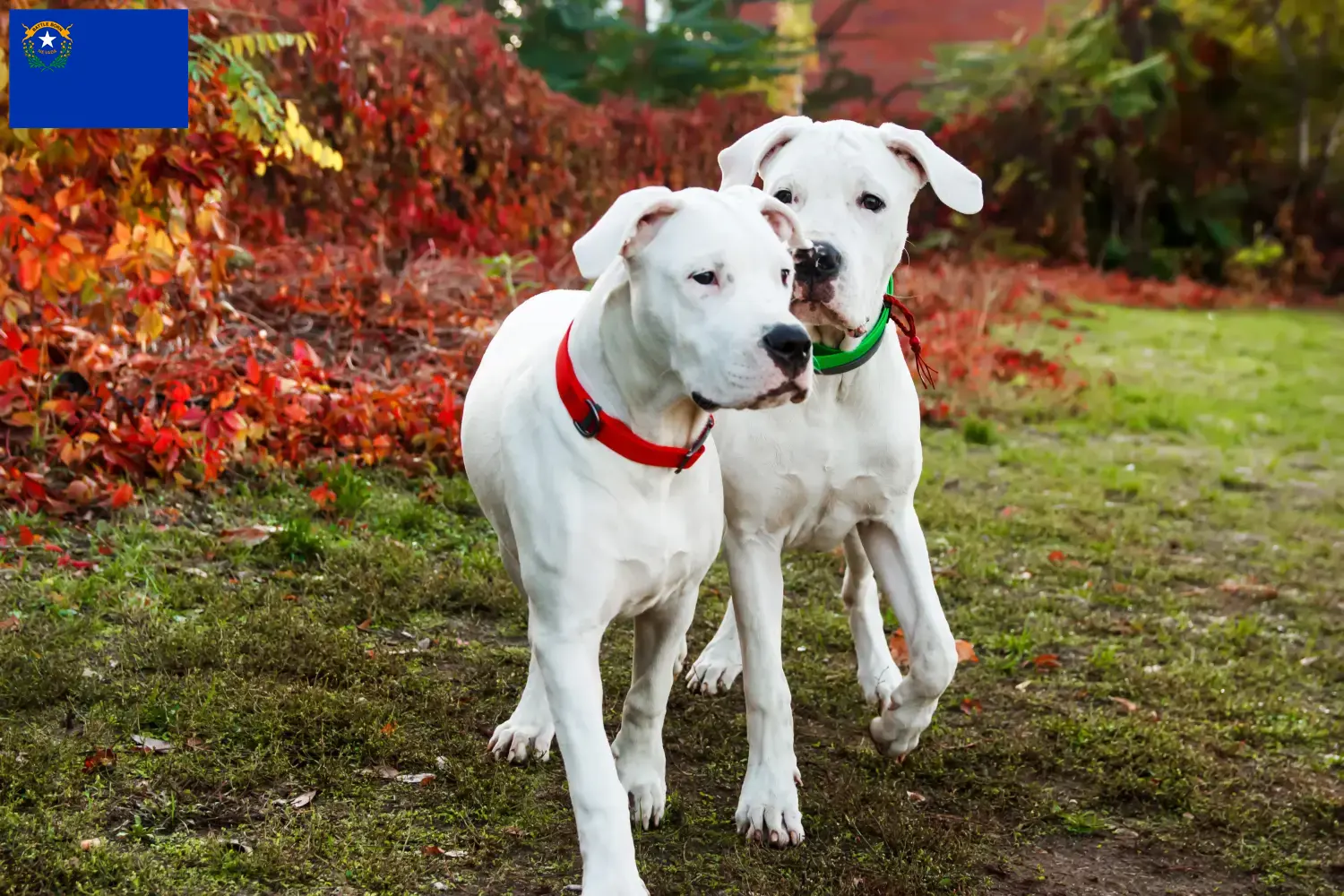 Dogo Argentino puppies and breeders Nevada Find Dogo Argentinos breeders in Nevada.