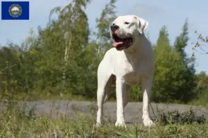 Read more about the article Dogo Argentino breeders and puppies in New Hampshire