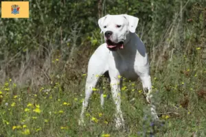 Read more about the article Dogo Argentino breeders and puppies in New Jersey