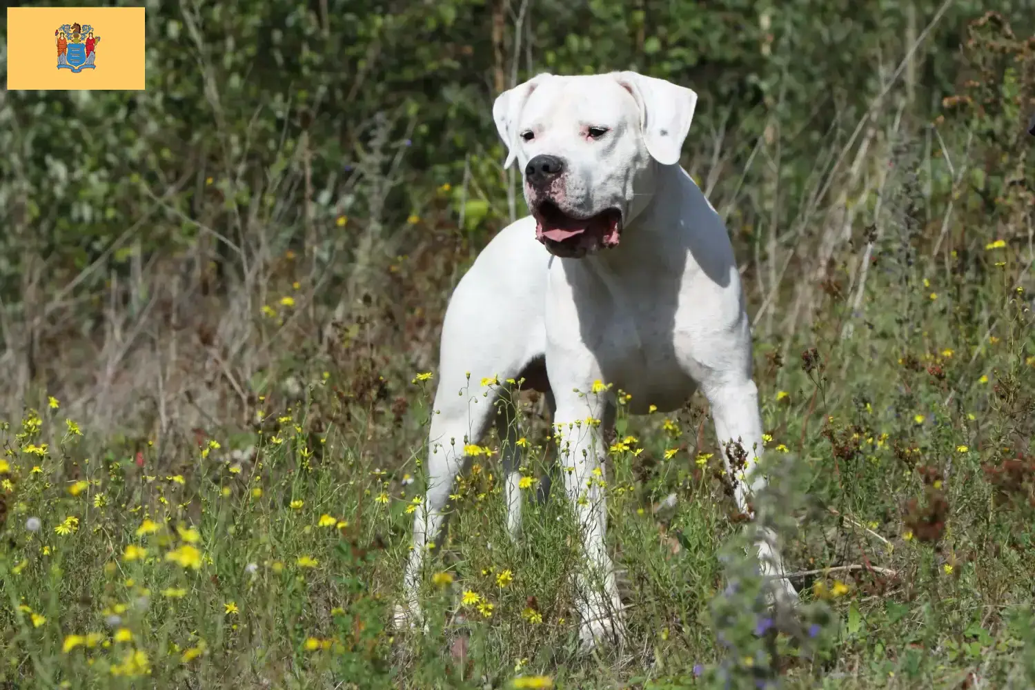 Dogo Argentino puppies and breeders New Jersey Find Dogo Argentinos breeders in New Jersey.