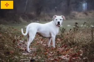 Read more about the article Dogo Argentino breeders and puppies in New Mexico