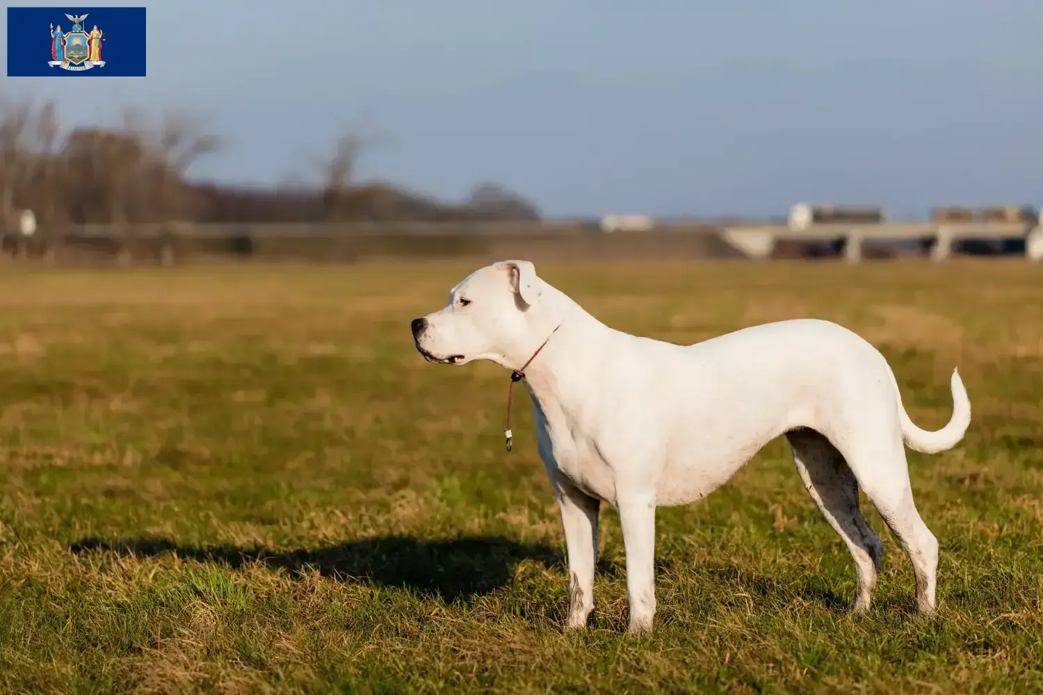 Dogo Argentino puppies and breeders New York Find Dogo Argentinos breeders in New York here.