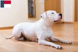 Read more about the article Dogo Argentino breeders and puppies in North Carolina