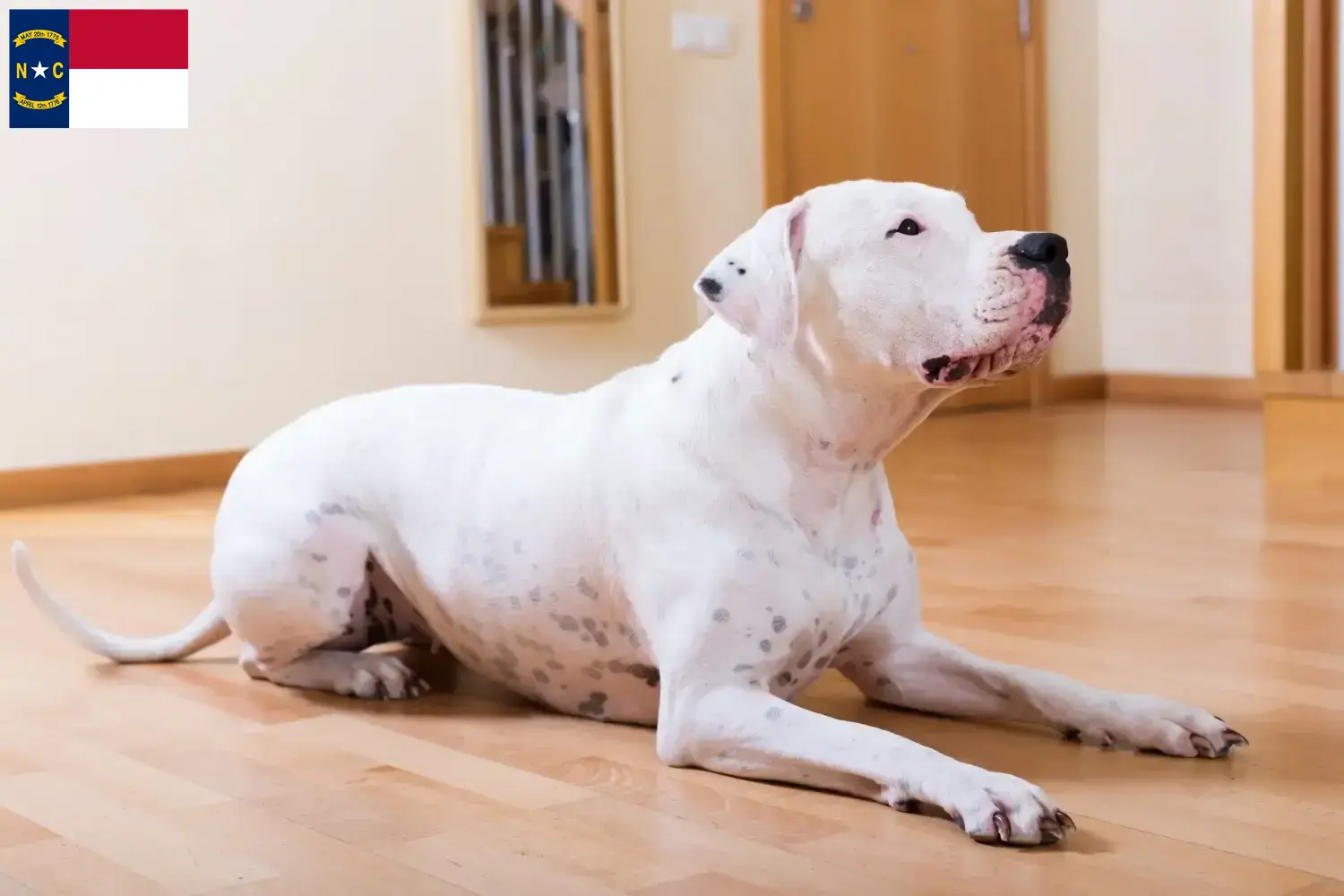 Dogo Argentino puppies and breeders North Carolina Find Dogo Argentinos breeders in North Carolina.