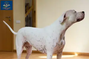 Read more about the article Dogo Argentino breeders and puppies in North Dakota