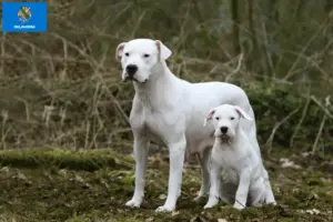 Read more about the article Dogo Argentino breeders and puppies in Oklahoma