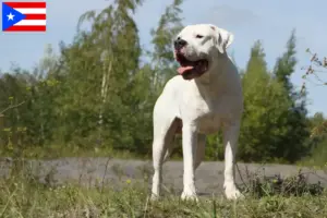 Read more about the article Dogo Argentino breeders and puppies in Puerto Rico