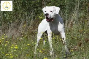 Read more about the article Dogo Argentino breeders and puppies in Rhode Island