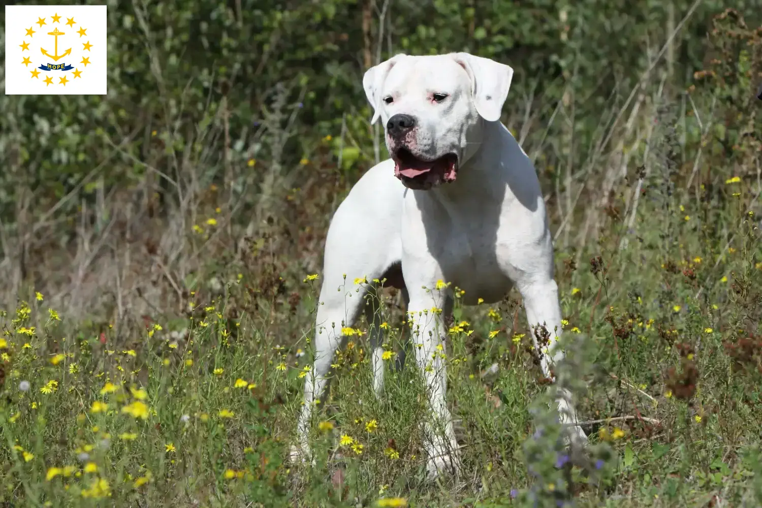 Dogo Argentino puppies and breeders Rhode Island Find Dogo Argentinos breeders in Rhode Island.